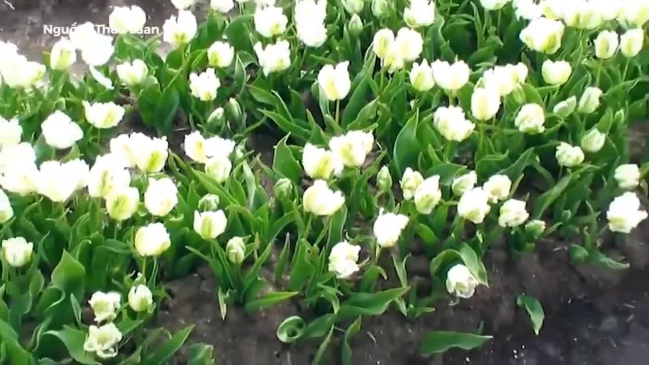 Cách hoa tulip được thu hoạch và xử lý