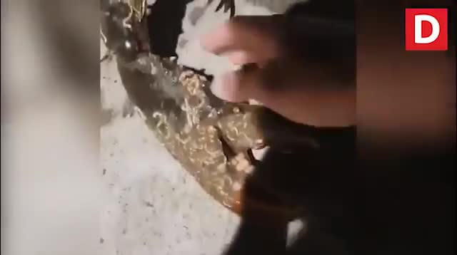 Tôm hùm có càng khổng lồ như chân người