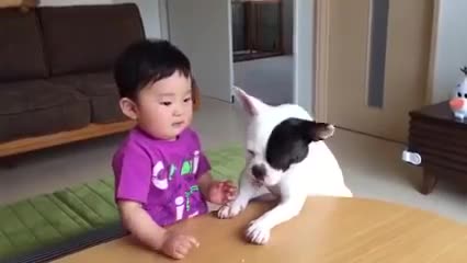 Chú chó láu cá vừa ăn cướp vừa la làng