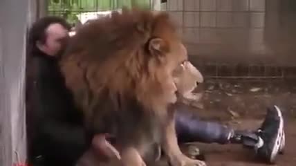Đôi khi sư tử cũng biết... nhõng nhẽo