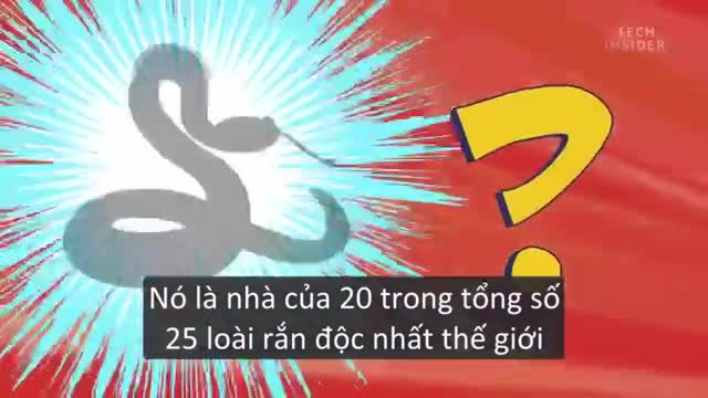 4 loài động vật có độc nguy hiểm nhất hành tinh