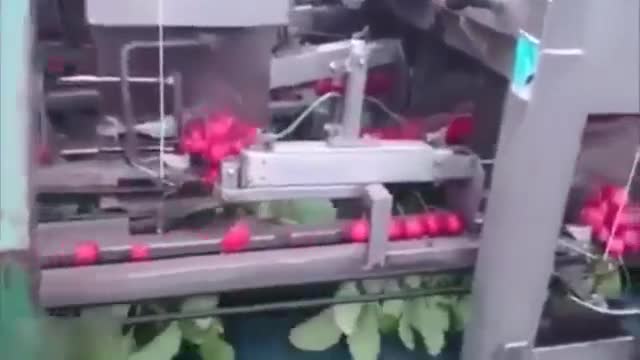 Máy thu hoạch củ cải đỏ đều răm rắp