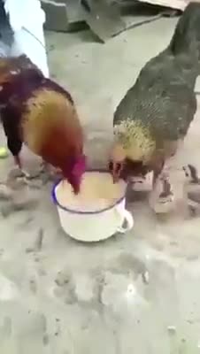 Sự khác nhau giữa gà BỐ và gà MẸ