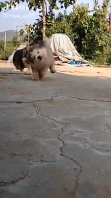 Béo quá cũng khổ