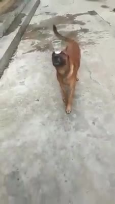 Trình độ này đi thi hoa hậu được chưa nhỉ