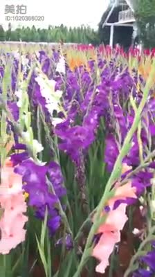 Cánh đồng hoa Lay Ơn đẹp tuyệt