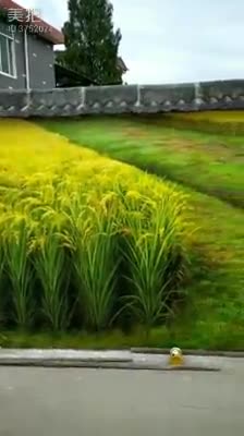 Cứ ngỡ ruộng lúa ven đường