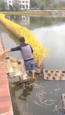 Trồng lúa kiểu này không lo ngập lụt nữa rồi