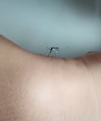 Chú muỗi cố gắng đốt nhưng không thể đâm kim qua da