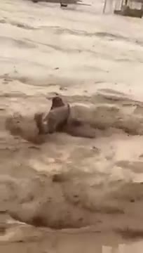 Lũ lụt giữa sa mạc