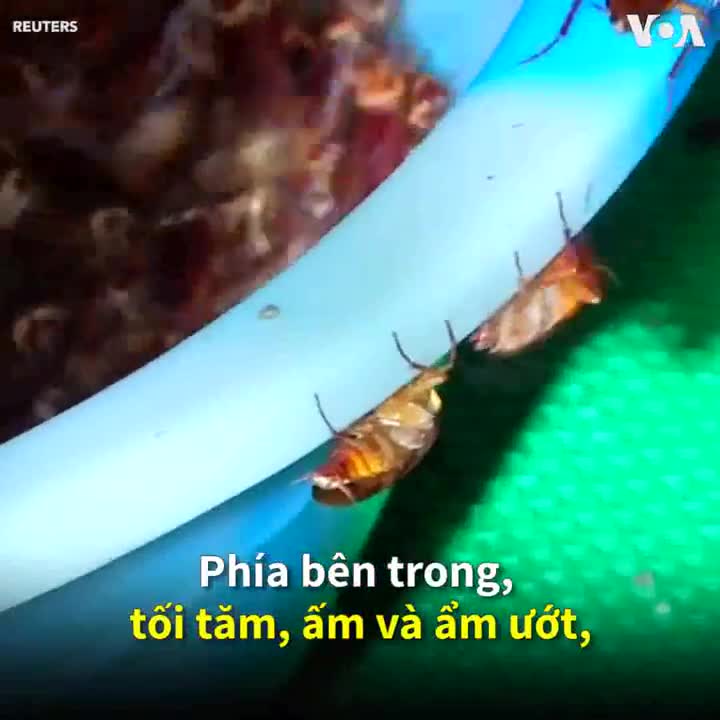 Nông trại nuôi gián