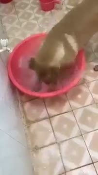Khi chú chó nhà bạn đi tắm
