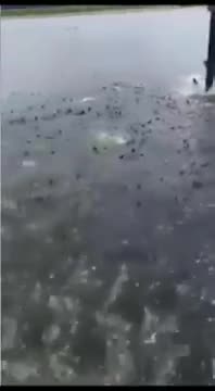 Cá vượt vũ môn là có thật