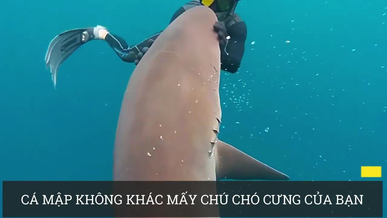 Liệu cá mập có hung hăng như chúng ta tưởng?