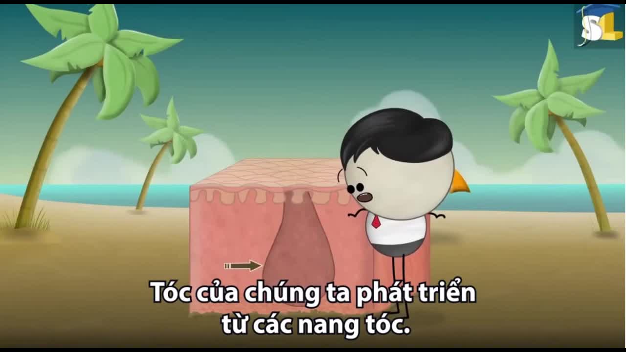 Lý do tóc chúng ta bạc đi khi về già