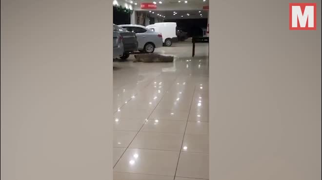 Cá sấu khủng ngông nghênh đi lại trong cửa hàng ô tô