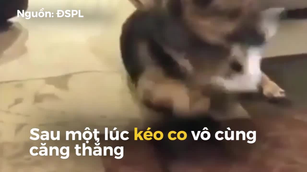 Cảnh tượng hài hước chihuahua liều mình tranh giành với chó becgie