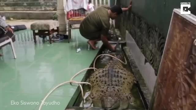 Tắm cho cá sấu béo phì 200kg