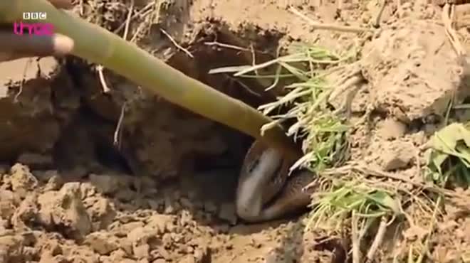 'Sốc' với màn bắt rắn hổ mang chúa cực độc bằng tay không
