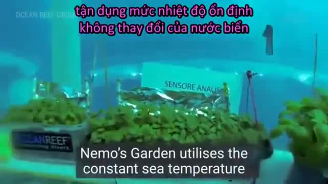 Nông trại rau sạch xanh mởn dưới đáy biển sâu
