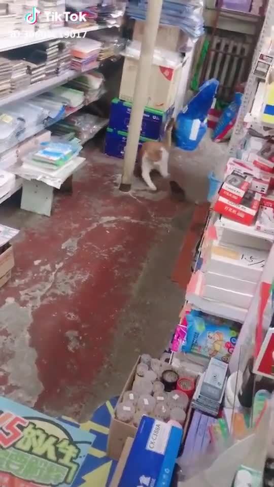 Cười nghiêng ngả cảnh chuột hung hăng rượt mèo chạy trối chết