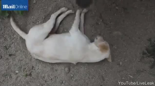 Tình bạn giữa voi và chó