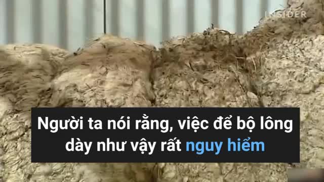 Sẽ thế nào nếu cừu không cạo lông trong 5 năm