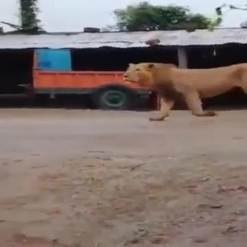 Sư tử đi lạc vào làng bị chó nhà... dọa bỏ chạy