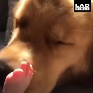 Những chú chó 'ngổ ngáo' nhất trong năm