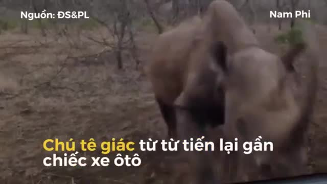 Tài xế thất kinh khi tê giác nổi điên húc thẳng vào ôtô
