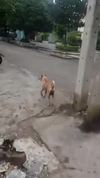 Được cho đùi gà, chó mẹ đói lả vẫn mang về cho đàn con