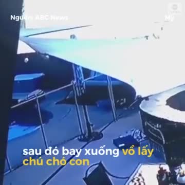 Chim ưng mò vào tận nhà dân bắt chó con ở Mỹ