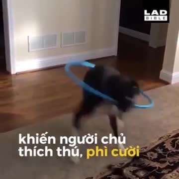 Chú chó ngơ ngác chơi lắc vòng khiến chủ phì cười