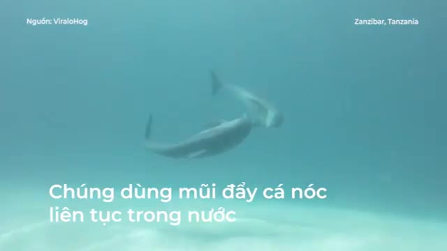 Hai chú cá heo dùng cá nóc để chơi chuyền bóng trong lòng đại dương