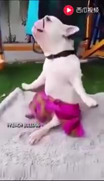 Những chú chó mê nhạc và nhảy theo điệu nhạc