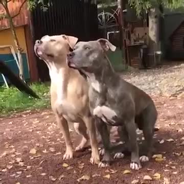 2 chú Chó tập luyện kỷ luật như những quân nhân