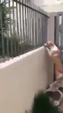 Hai chú Chó phối hợp nhìn trộm em chó 'xinh' hàng xóm