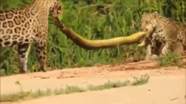 2 mẹ con báo đốm truy sát trăn Anaconda giữa đầm lầy