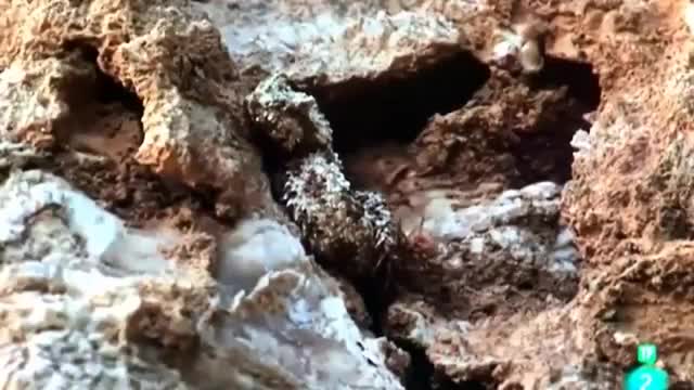 Cận cảnh rắn độc đuôi nhện tóm gọn con mồi bằng cách độc đáo