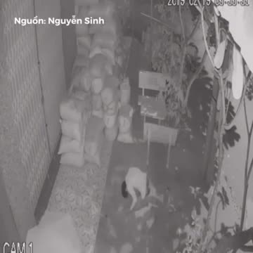 Trộm 'thành tâm' vái lạy, trước khi trộm đồ của chủ nhà
