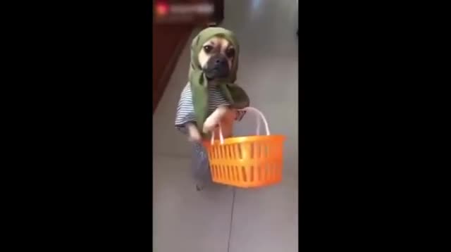 Khi các 'hoa hậu cún' đua nhau khoe sắc