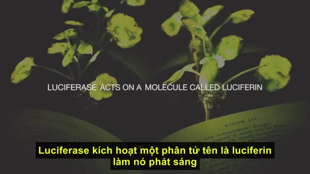 Cây phát sáng trong đêm như đèn
