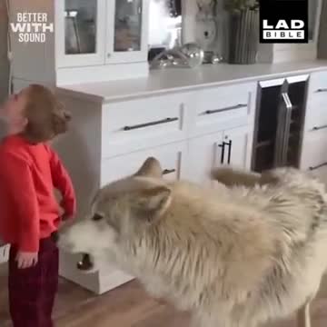 Chó lai sói biết tranh nhau 'hú' cùng cậu bé