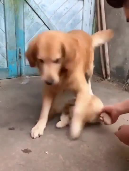 Chó mẹ bảo vệ chó con khỏi người lạ 