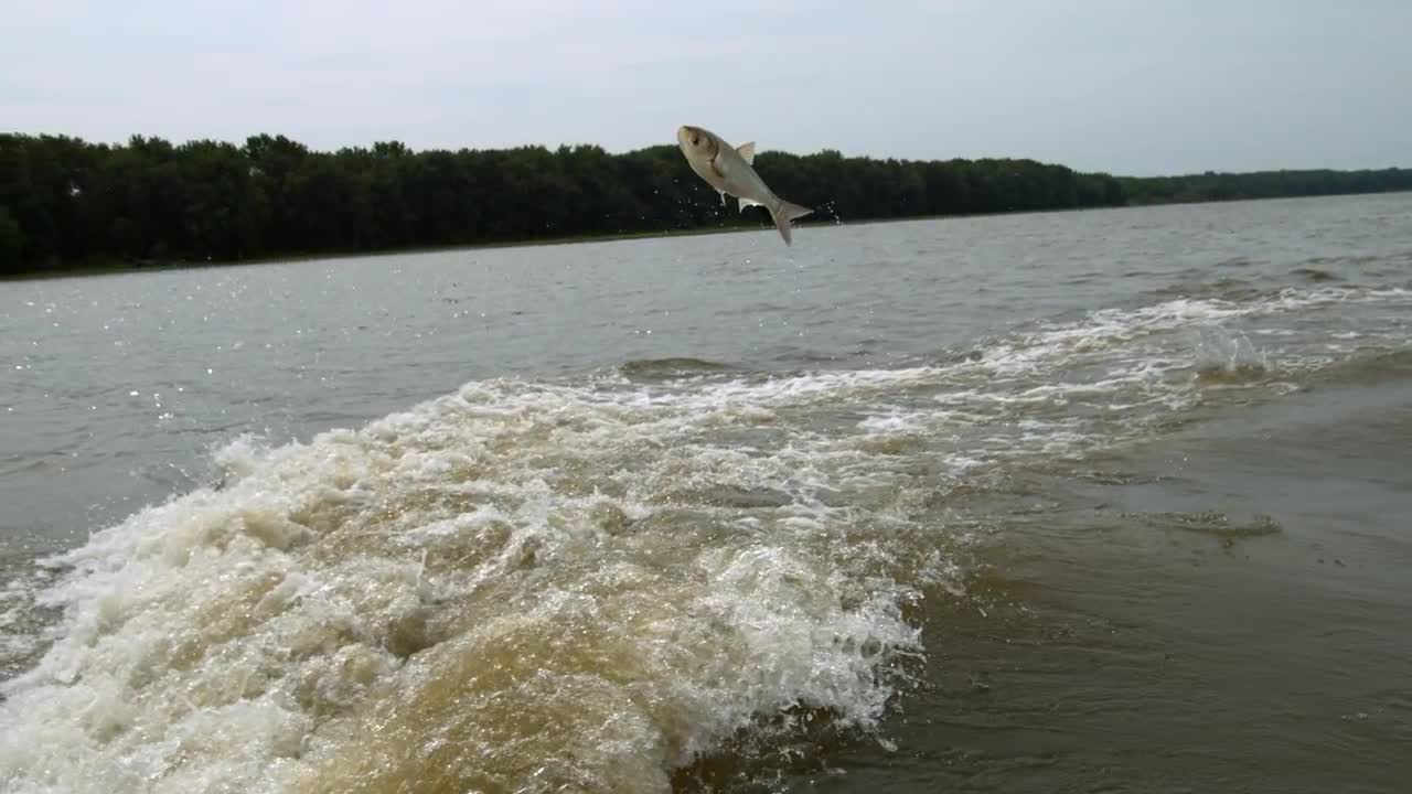 Video slow motion quay lại cận cảnh hình ảnh những con cá lao lên trên mặt nước