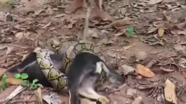 Bị trăn 'khủng' siết chặt, chó vẫn sống sót nhờ kiên trì chiến đấu