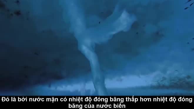 Hiện tượng kỳ lạ giết chết hàng loạt sinh vật biển