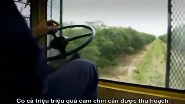 Đột nhập vào cánh đồng lớn nhất nước Mỹ xem quy trình sản xuất nước cam ép