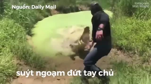 Cá sấu tinh ranh ngụy trang, suýt ngoạm đứt tay chủ lúc cho ăn
