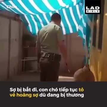 Cảnh sát giải nguy cho chó, được con vật nhảy lên ôm chầm